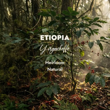 Etiopia Yirgacheffe | Zielo...