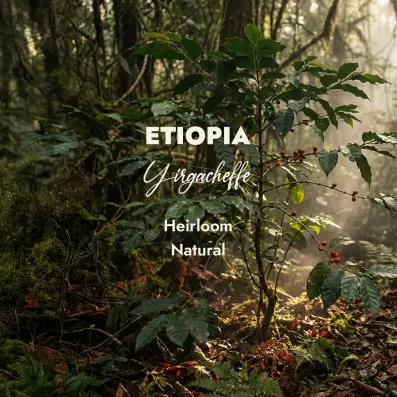 Zielona Kawa Etiopia Yirgacheffe Natural G1 – Ziarna do Wypalania | ZieloneKawy.pl