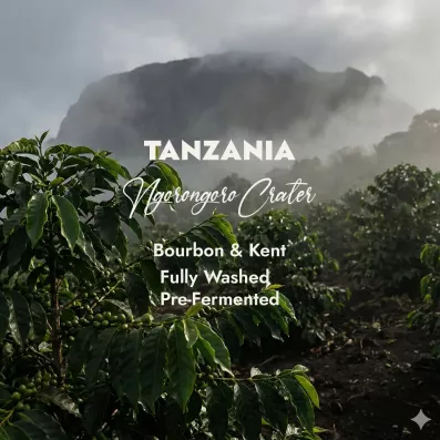 Tanzania Ngorongoro | Zielona Kawa