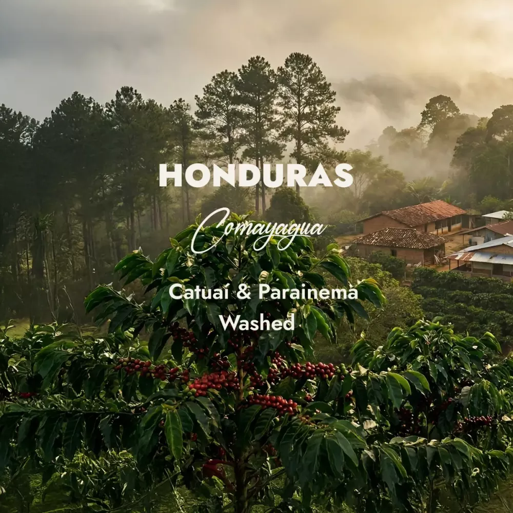 Kawa Zielona Honduras Comayagua SHG EP - Surowe Ziarno do Wypalania