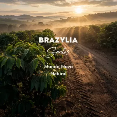 Brazylia Santos | Zielona Kawa