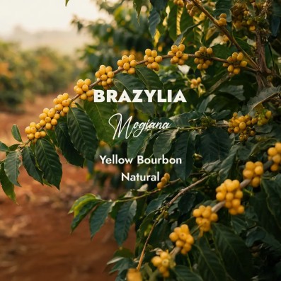 Kawa Zielona Brazylia Yellow Bourbon | Surowe Ziarno 1kg Sklep