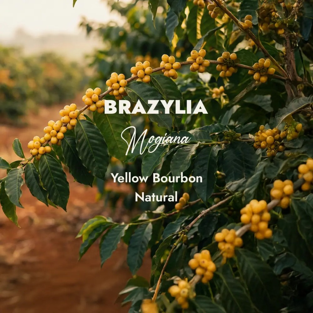 Kawa Zielona Brazylia Yellow Bourbon | Surowe Ziarno 1kg Sklep