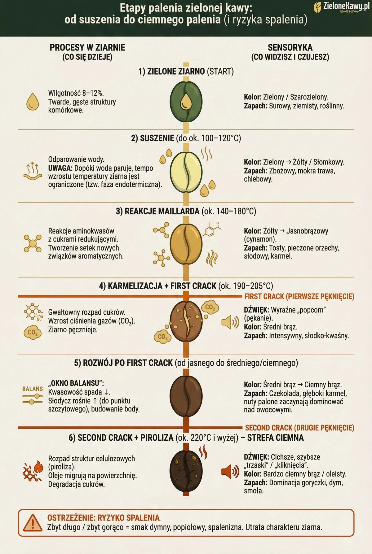 Infografika jak poziom wypalenia zmiania smak kawy
